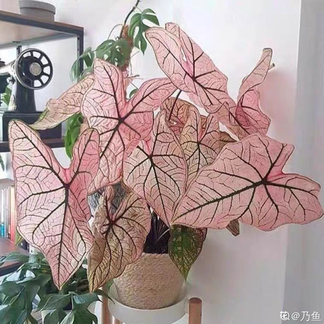 适合卧室养的花，卧室适合养什么花（卧室养4种花）