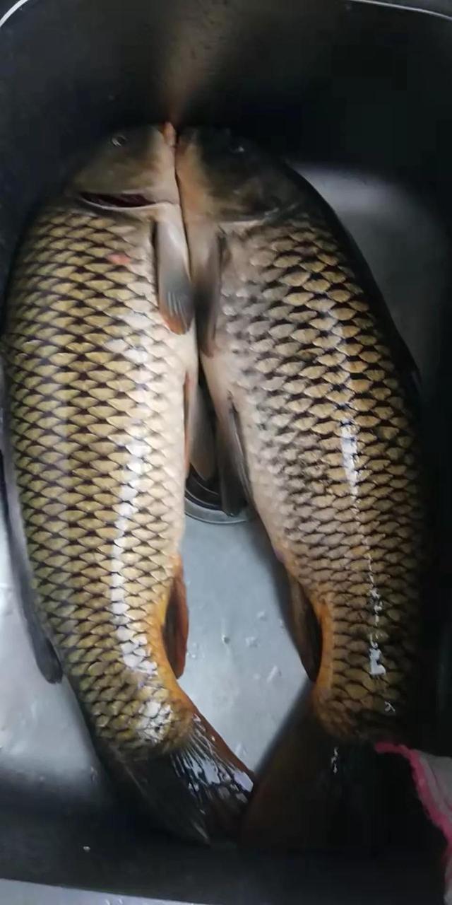 羊油的功效与作用及食用方法，诱鱼效果好还能避小鱼