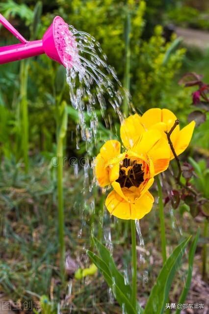 过期牛奶千万别扔11种用途，过期酸奶可以做什么用（一支牛奶胜过两斤化肥）