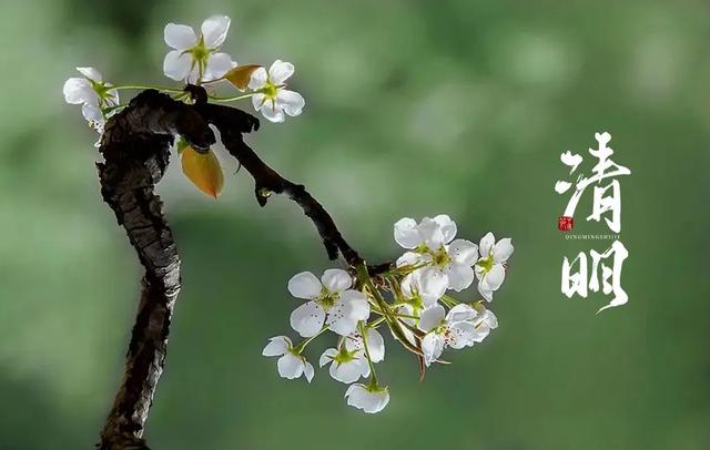 清明诗句大全，《清明》的诗句（十二首清明的诗词）