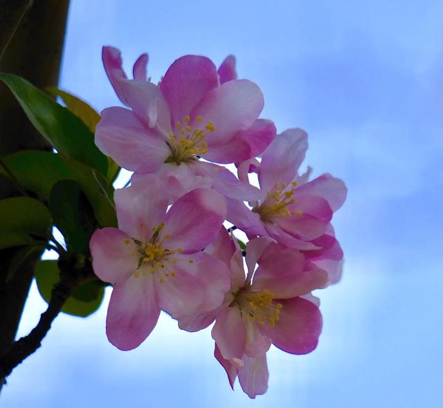 西府海棠图片，西府海棠～花苞胭脂点点（西府海棠）