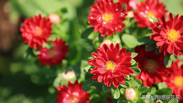 格桑花是什么花，格桑花有哪些特性（秋英、翠菊、金露梅到底是哪种花）