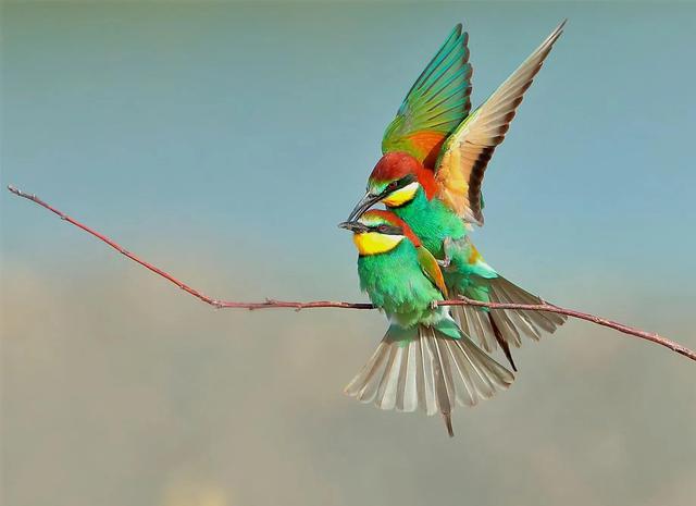 黄喉蜂虎最早什么年代出现的，黄喉蜂虎