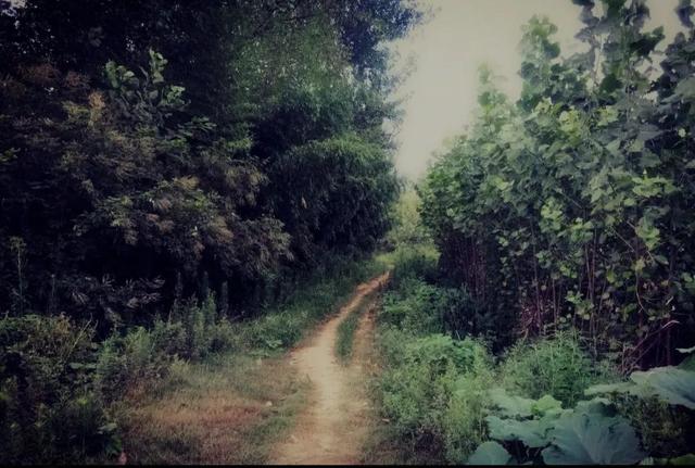 外婆说歌词完整版，外婆说歌词（我的外婆说）