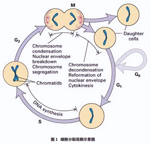 细胞周期分析是查什么，细胞周期的检测方法