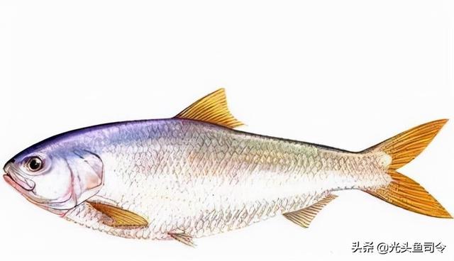 长江名贵鱼前十名，10大凶猛淡水鱼（我国保护的鱼类有87种）