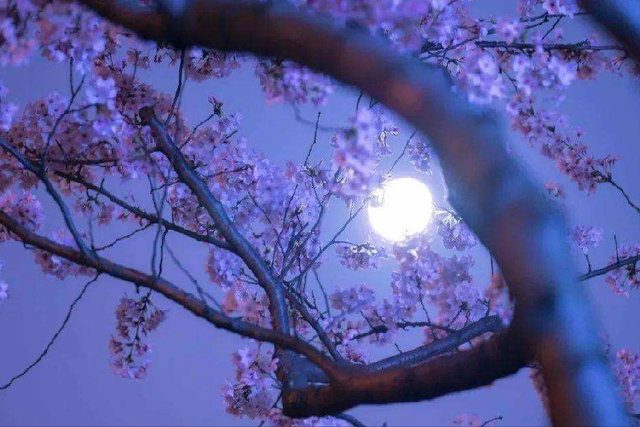 描写夏季的诗句，描写夏天的优美句子（关于夏天的古诗词）