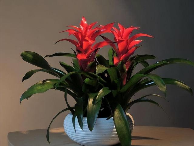 金丝吊蝴蝶花语是什么，金丝吊蝴蝶的花语（家里一放“转运气”）