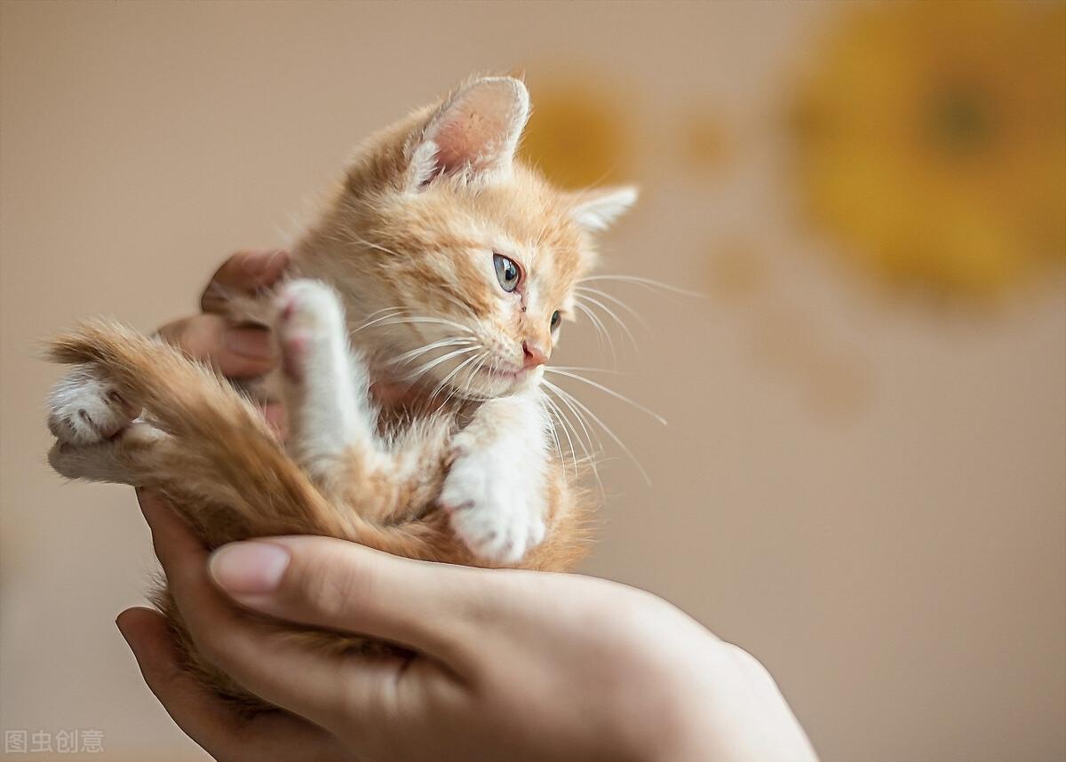 三个月的猫吃多少 三个月的猫一天拉几次大便