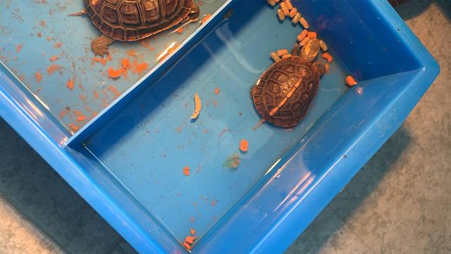 黄缘龟是水龟还是半水龟，黄缘龟是深水龟还是浅水龟（小黄缘龟水养好还是陆地养好）