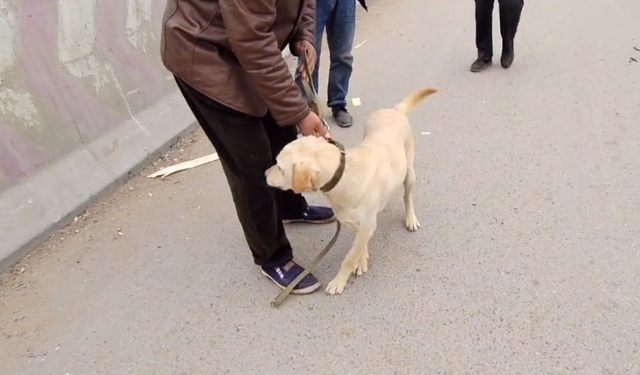 拉布拉多幼犬价格多少钱一只，拉布拉多犬幼犬价格（拉布拉多幼犬价格）