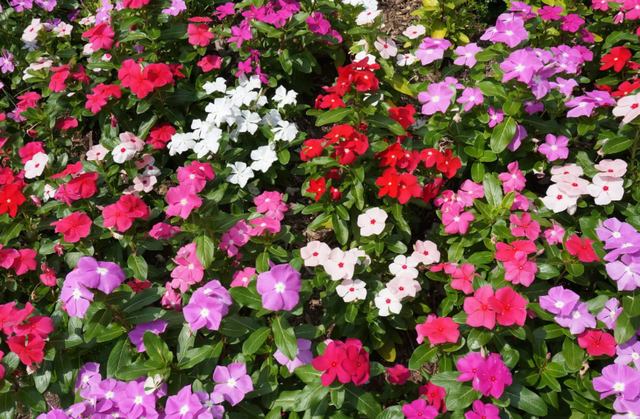 什么花盆栽好养四季开花，7种花很“勤奋”