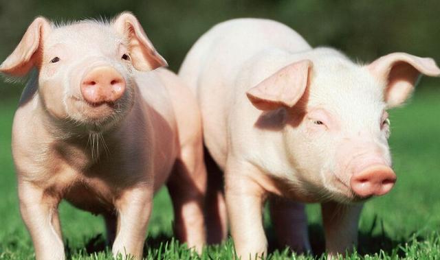 如何养猪，鸡粪如何养猪（科学养猪，养出品质好猪肉）