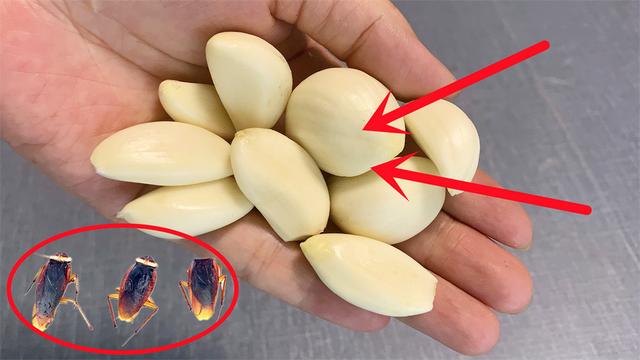 灭蟑螂最有效的土方法，消灭蟑螂最好的土办法（教你用一把大蒜）