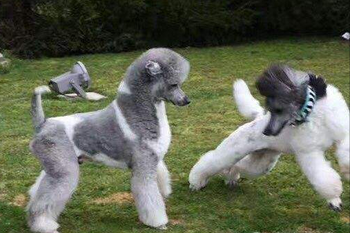 黑色贵宾犬图片，黑色贵宾犬价格（“贵宾犬”毛色大盘点）