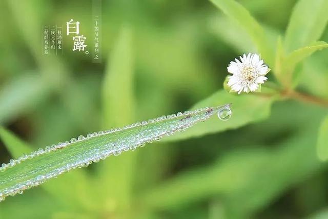 白露是什么季节，今年“早白露”还是“单白露”