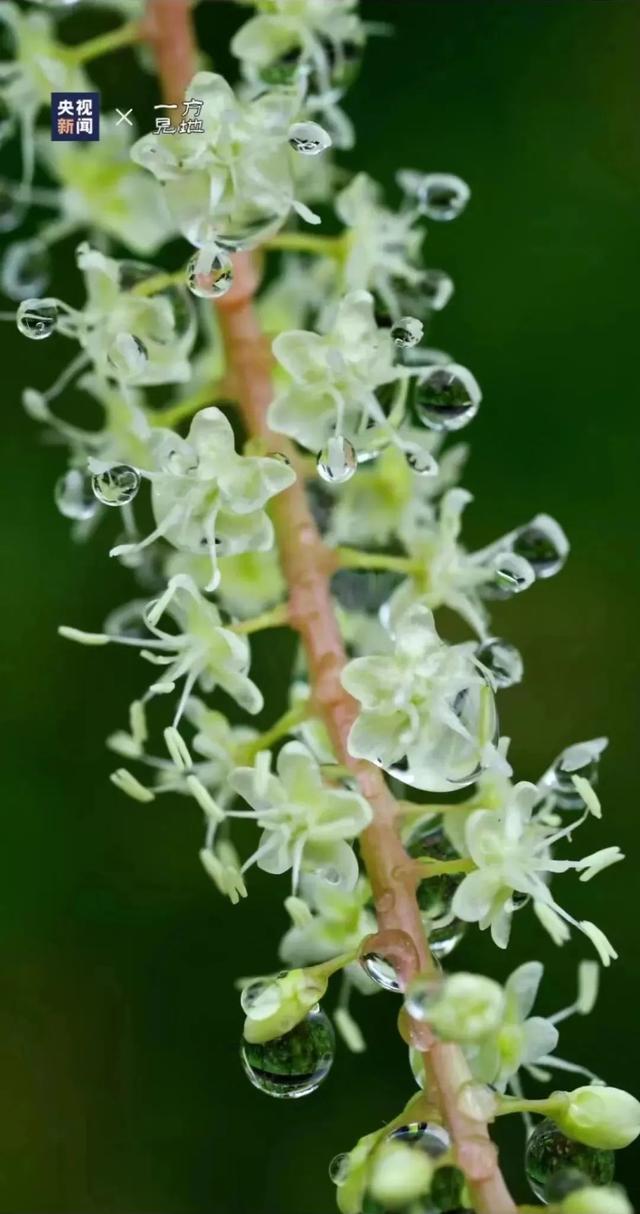 衤字旁的笔顺视频，衣字的笔顺怎么写（白露，露从今夜白，月是故乡明）