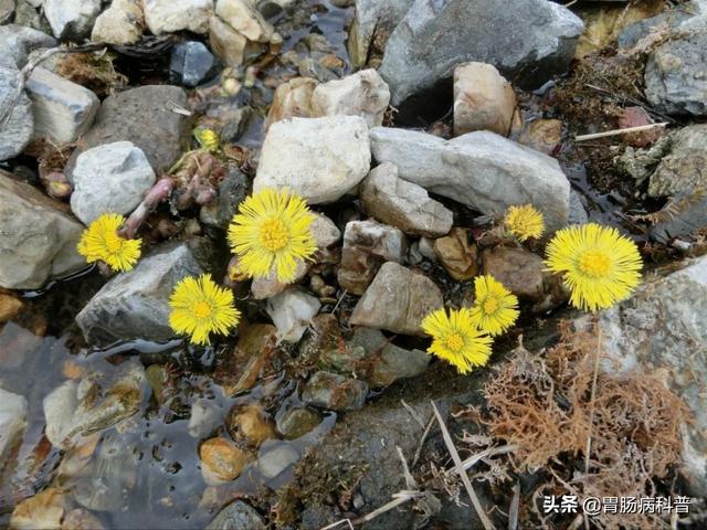 曼陀罗花的图片，曼陀罗花是什么（301味中药材的原植物彩色图谱）