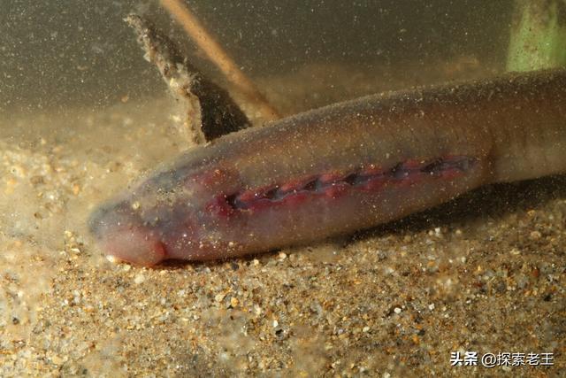 吸血的生物有哪些，吸血的生物有哪几种（盘点五种喜欢吸食血液的恐怖生物）