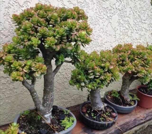 庭院十大吉祥树排名，庭院栽什么树最旺宅（10种吉利树）