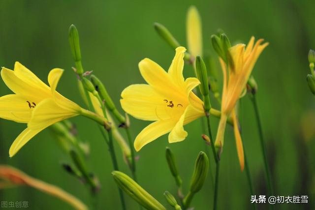 大花萱草，夏花萱草美诗五首（大花萱草图片）