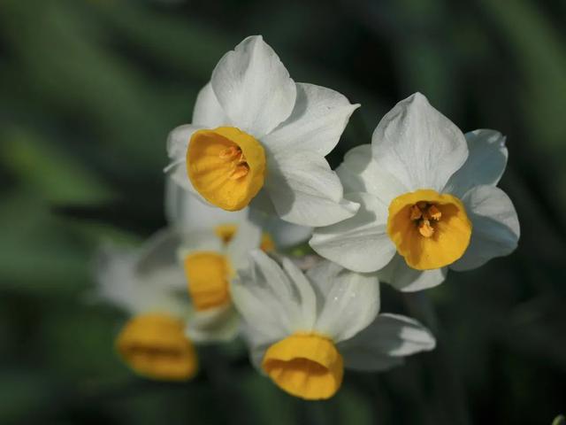 水仙花可以土培吗，水仙可以用土培植吗（中国水仙水培开花后转土培）