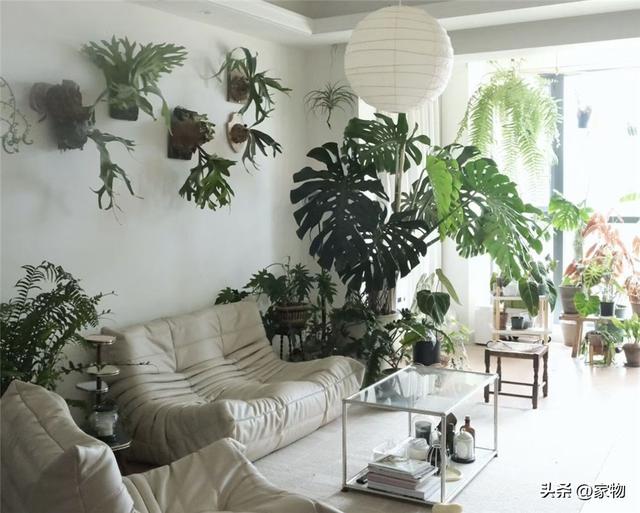 10种好看的鸟，这8种造型又漂亮又好养