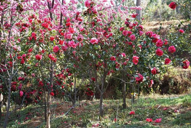 大理市春季赏花去哪里，大理开花季节（春之大理，与茶花“约会”）