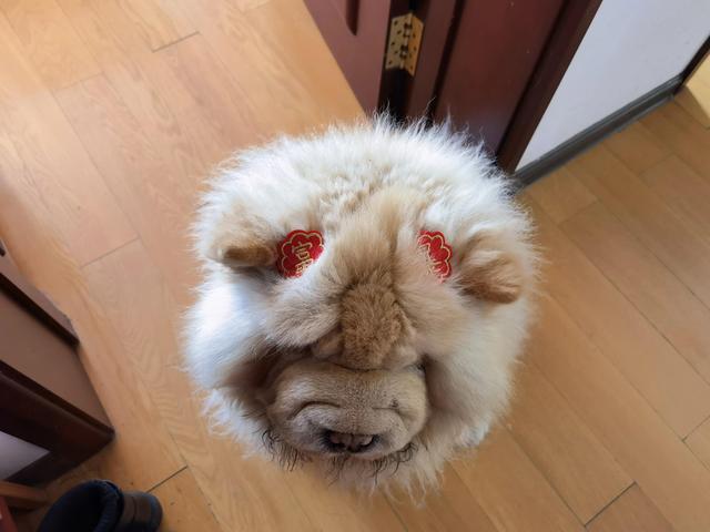 可爱的小狗狗，可爱小狗品种（小可爱小狗狗图片）