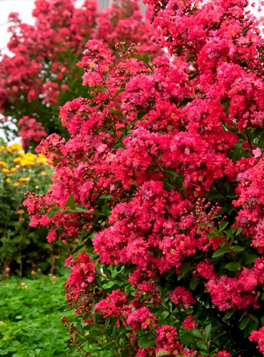 好听的树的名字，爱情树的名字大全简单而有寓意（5种“名花树”）