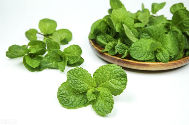 薄荷叶能吃吗,薄荷叶怎么吃法(薄荷味虽美,食用需小心)