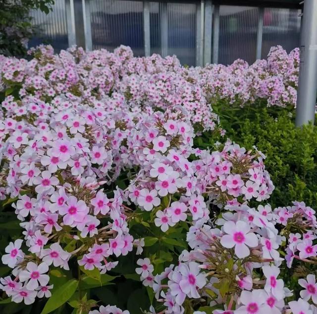 春天开的常见的花，春天开的常见的花图片（超齐全的播种时间表）