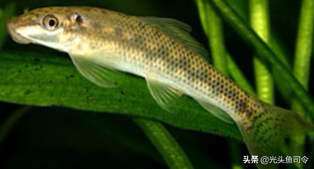 长江名贵鱼前十名，10大凶猛淡水鱼（我国保护的鱼类有87种）