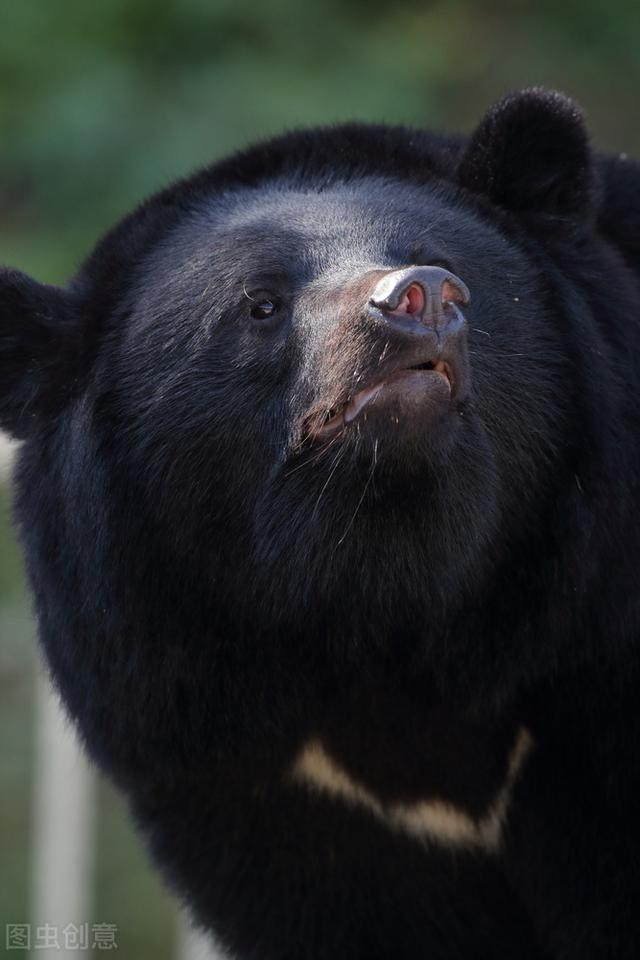 电光石火打一动物，石火光阴是啥动物（老虎用寒冬“天时”杀熊）