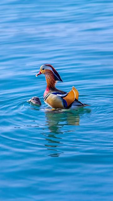 做什么梦说明爱情要来了，什么梦预示真爱到了（爱情魅力追求梦）