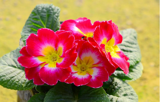 春天开的常见的花，春天的花有哪些（春天的花有哪些 名字）