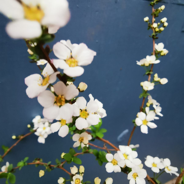 雪柳的寓意，雪柳的寓意文案（一个星期枝条爆满绿芽）