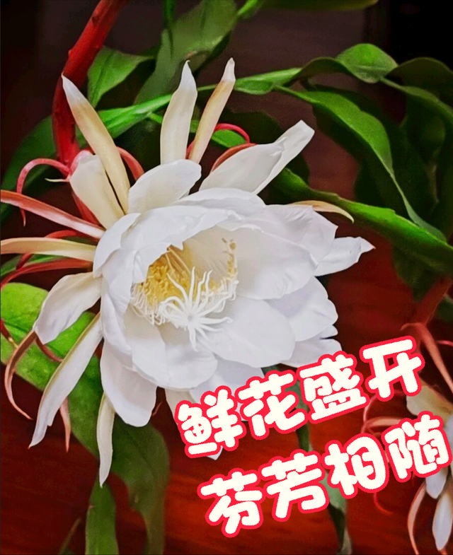 鲜花朋友圈配什么文字，朋友圈晒鲜花配什么文字（愿您寒冬温暖纯良不舍爱）