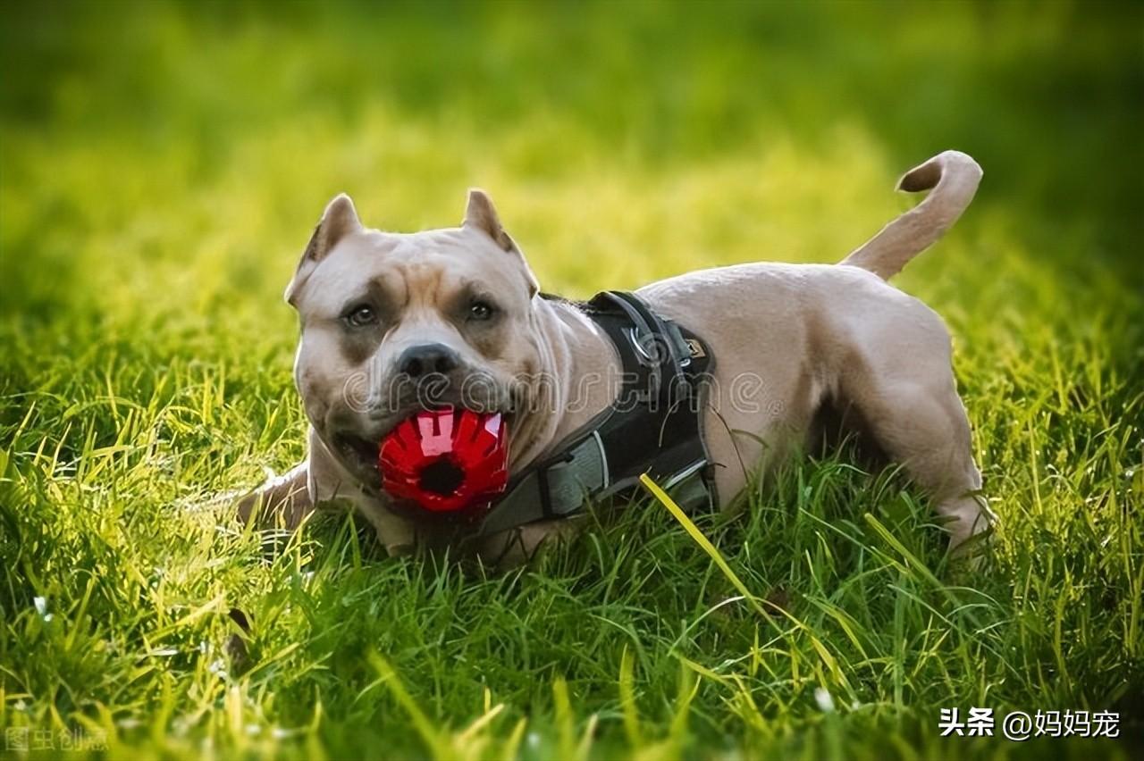 恶霸犬价格多少钱一只 恶霸犬为啥养的都后悔