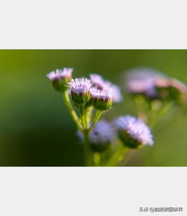 好看的图片。，好看的图片背景（实拍25张唯美的花草照片）
