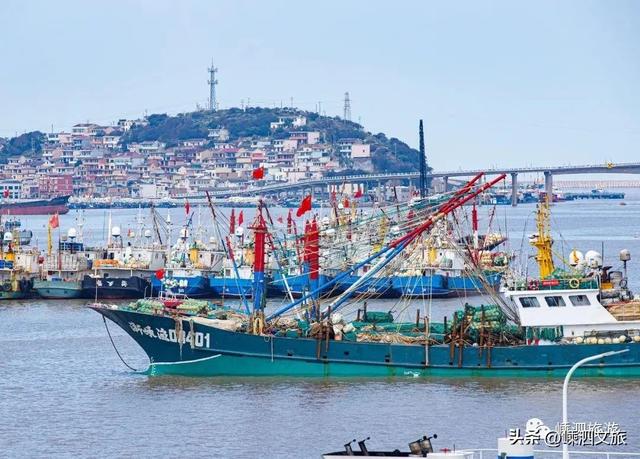 葱油黑鲷鱼做法，油炸鲷鱼做法（东海全面解禁）