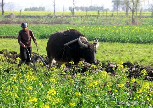 春打五九尾是指什么，二月倒春寒”能预兆