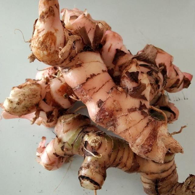 良姜苦香型香料,炖肉很香,潮汕卤水的"大功臣",川卤也常用它