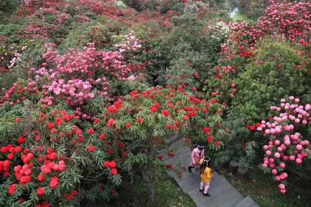 杜鹃花什么时候开花，杜鹃花什么时候开花呢（百里杜鹃赏花时间表出炉）