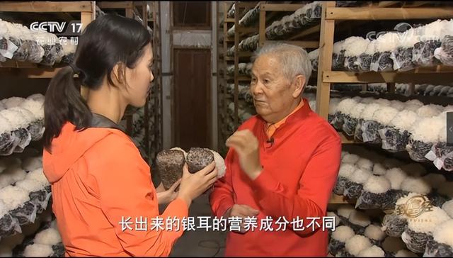 白木耳和银耳的区别，黑木耳和白木耳的区别（本草银耳和一般的银耳有什么区别）