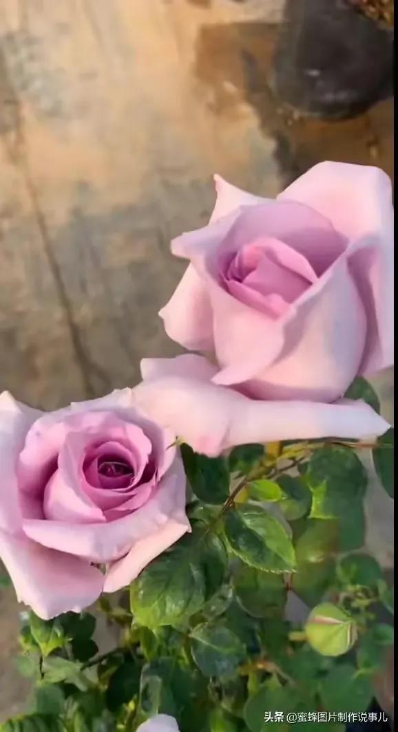 玫瑰花怎么形容，描写玫瑰经典短句（玫瑰花，娇艳欲滴，艳丽芬芳）