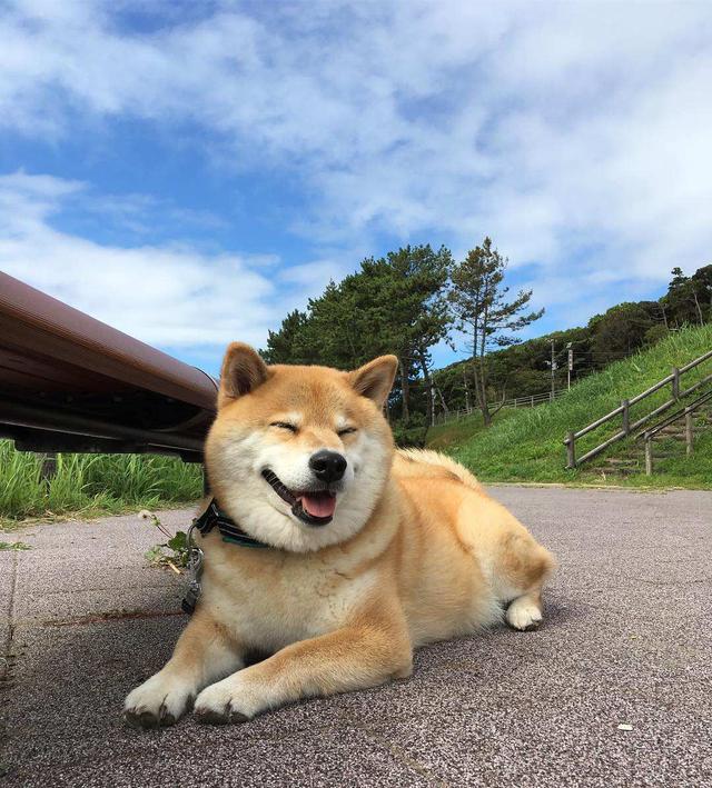 柴犬宠物好养吗，柴犬适合家养吗（为何喜欢的人这么多）