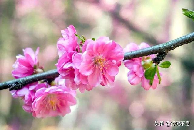 有关杏花的诗句，关于杏花的诗句有哪些（一枝红杏出墙来）