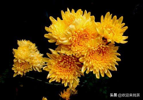 菊花代表什么象征意义，菊花代表什么（说到菊花你会想到什么）
