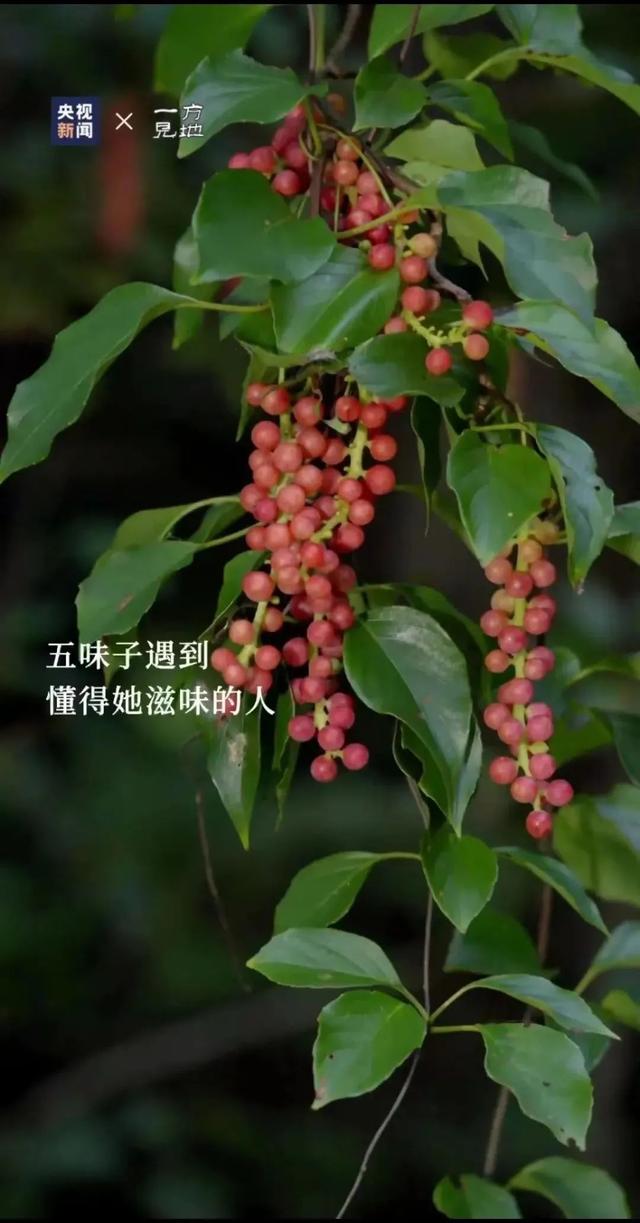 衤字旁的笔顺视频，衣字的笔顺怎么写（白露，露从今夜白，月是故乡明）